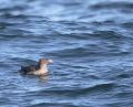 Rhinoceros Auklet